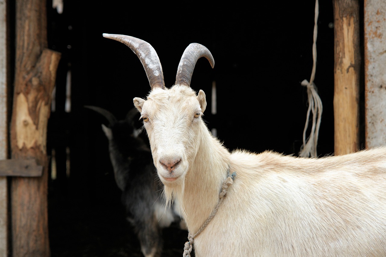 goat animal farm free photo