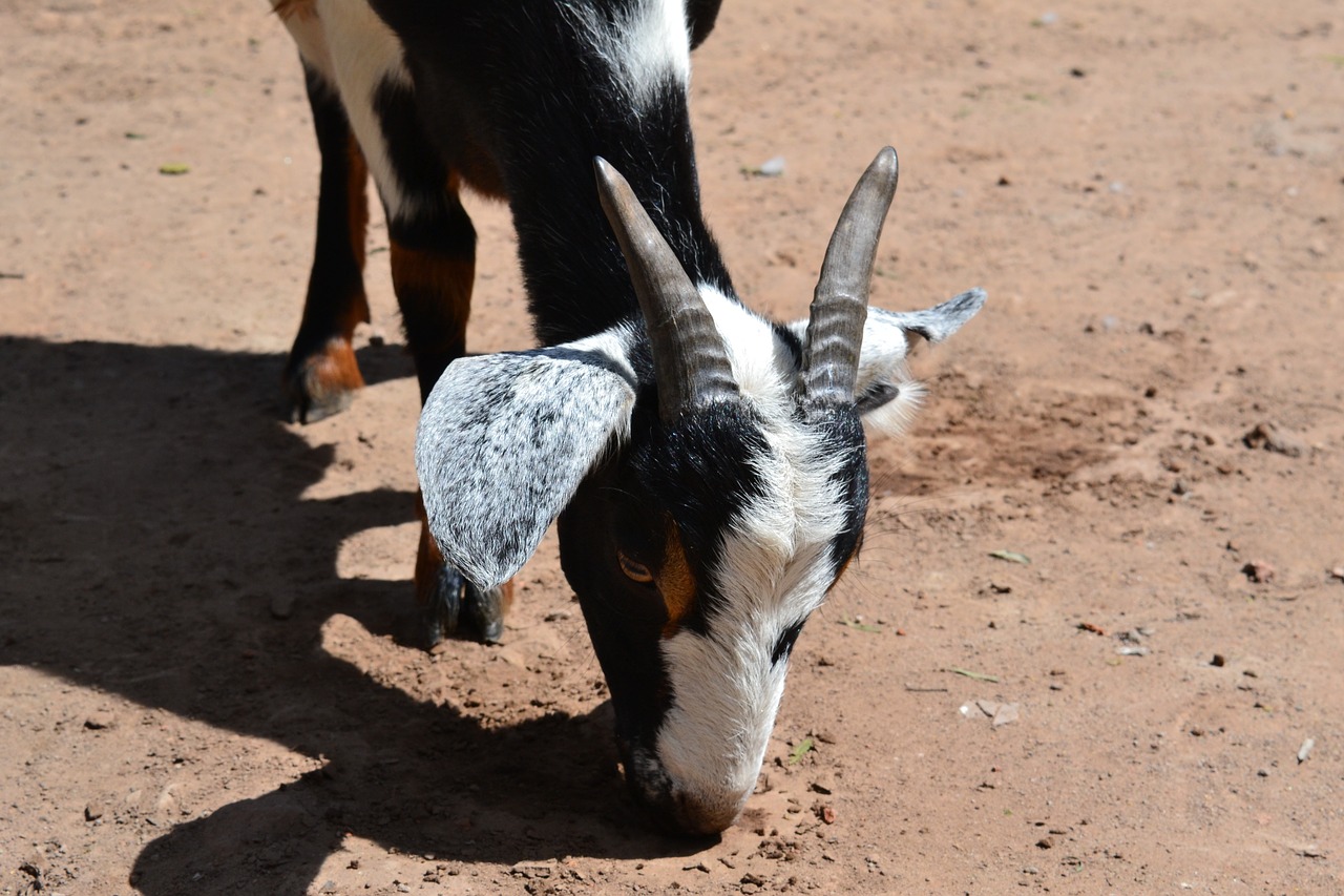 goat field santiagodelestero free photo