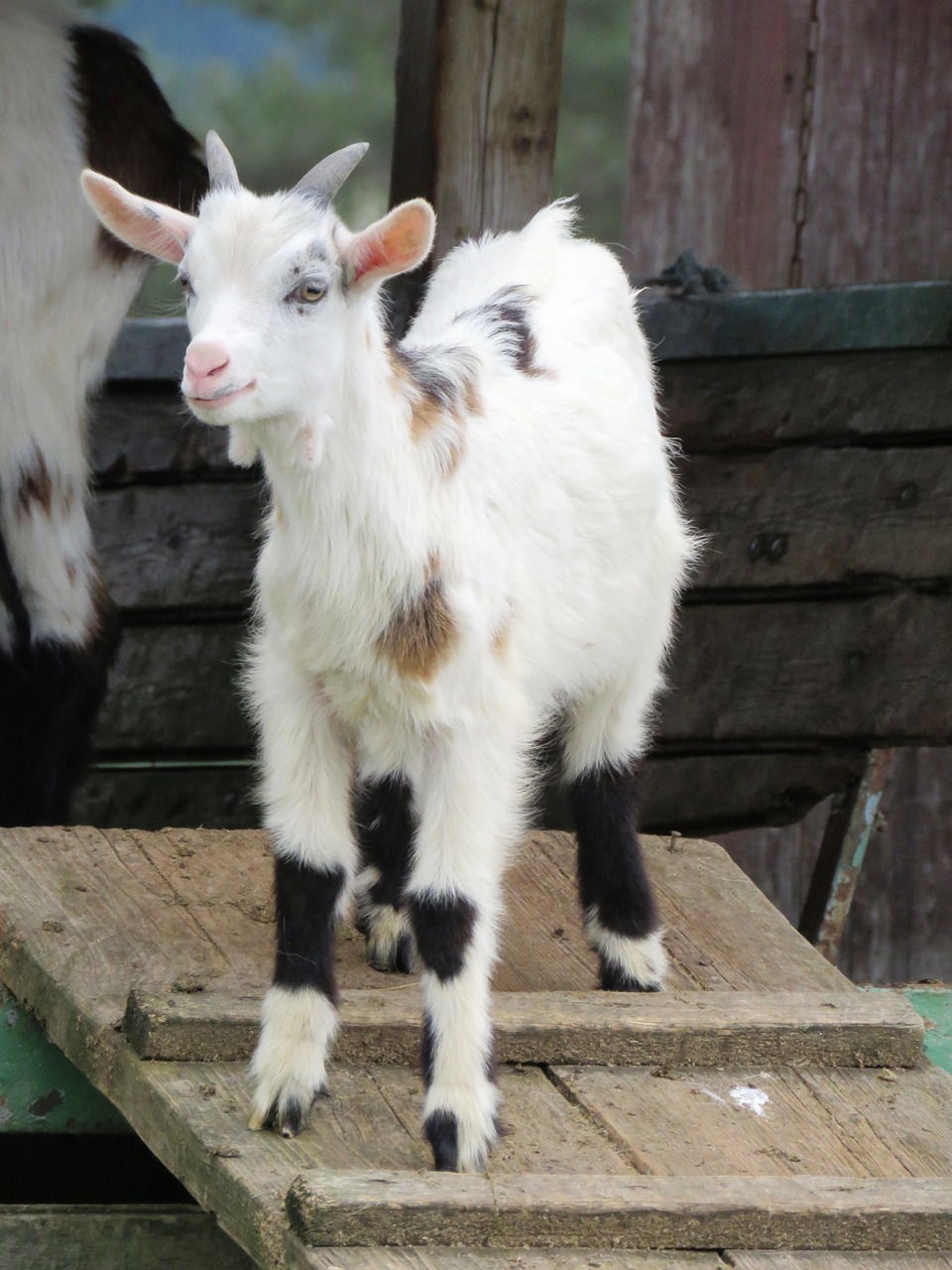 goat pillar young animal free photo