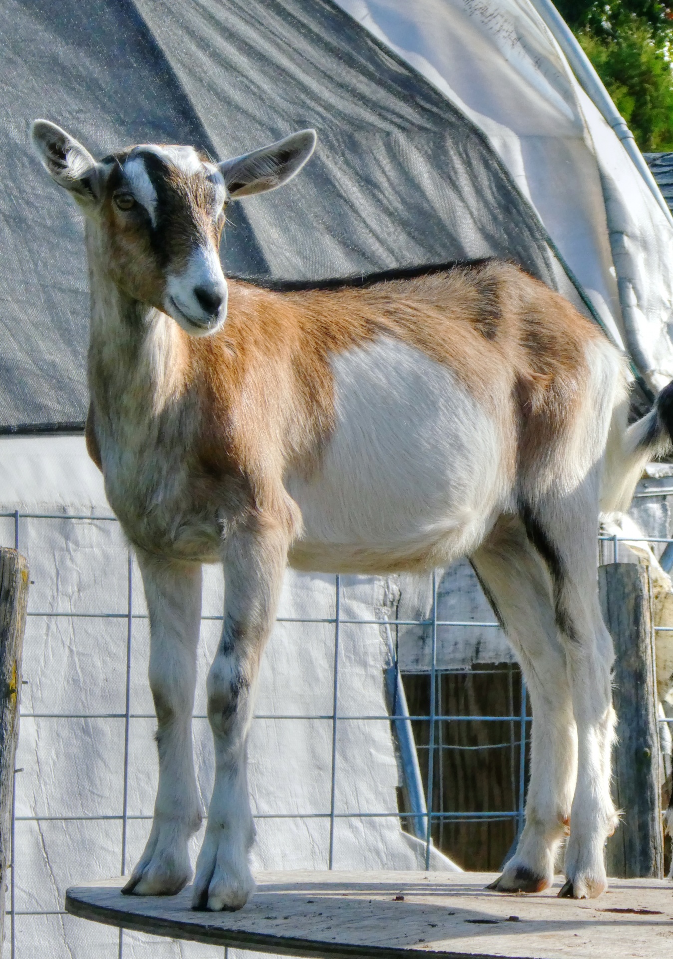 goat goats mammal free photo