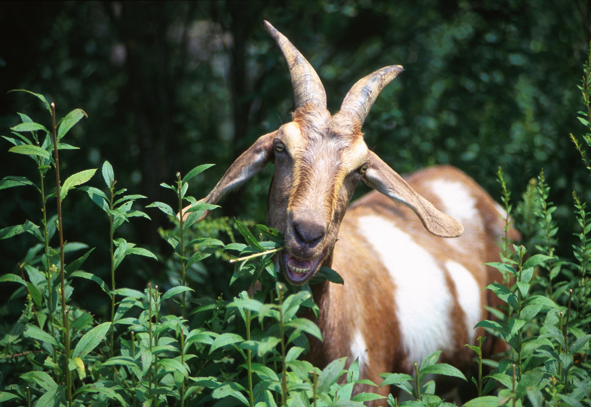 goat horns domestic free photo