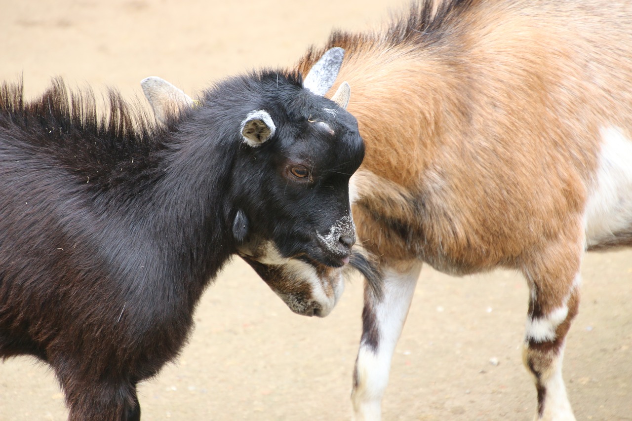 goat bock billy goat free photo