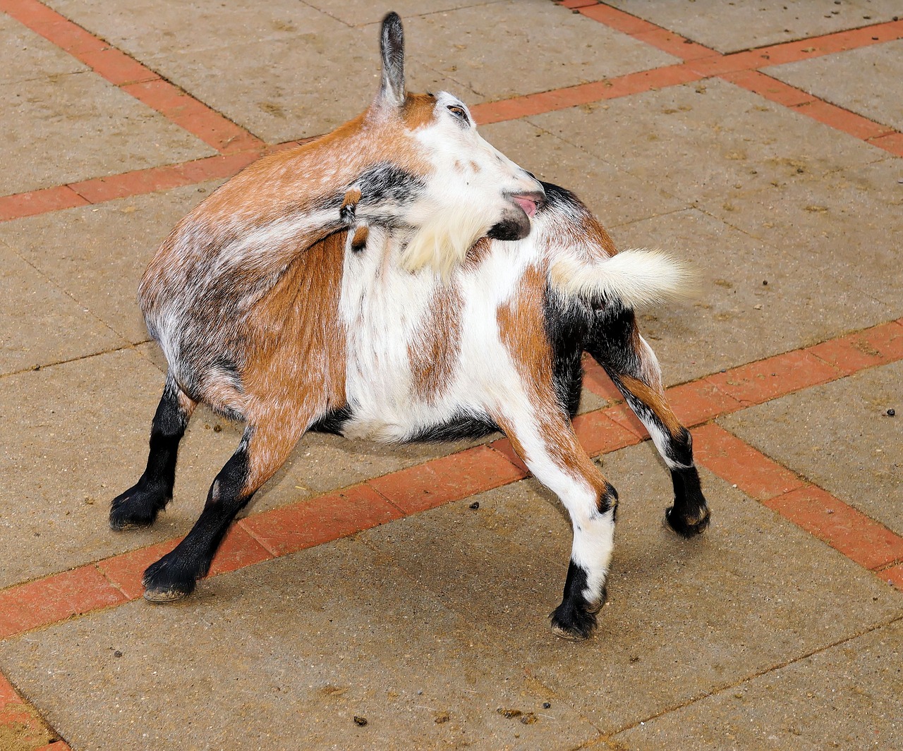 goat pet cute free photo