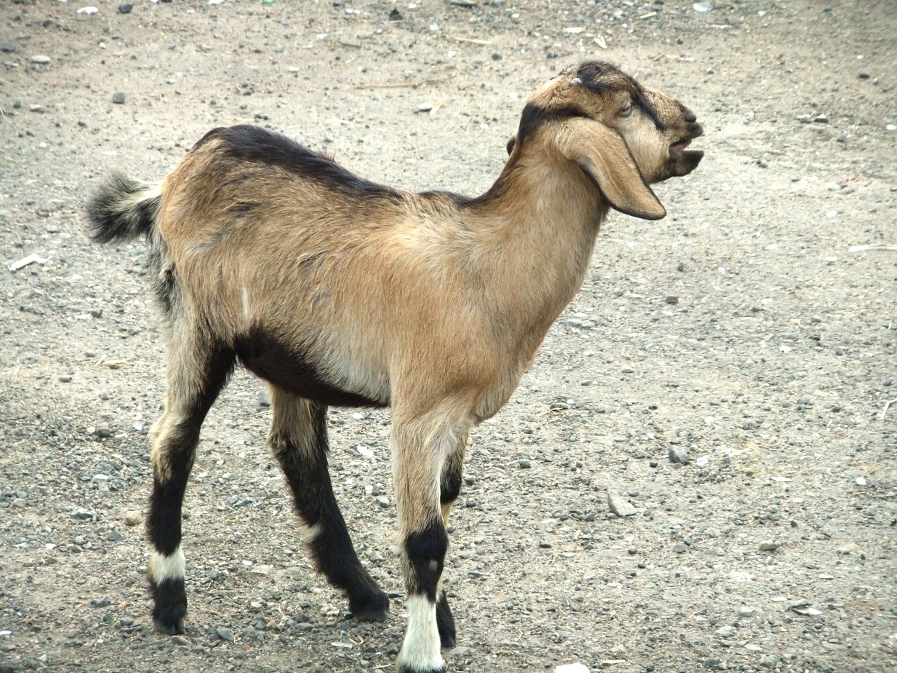 goat younger kids free photo