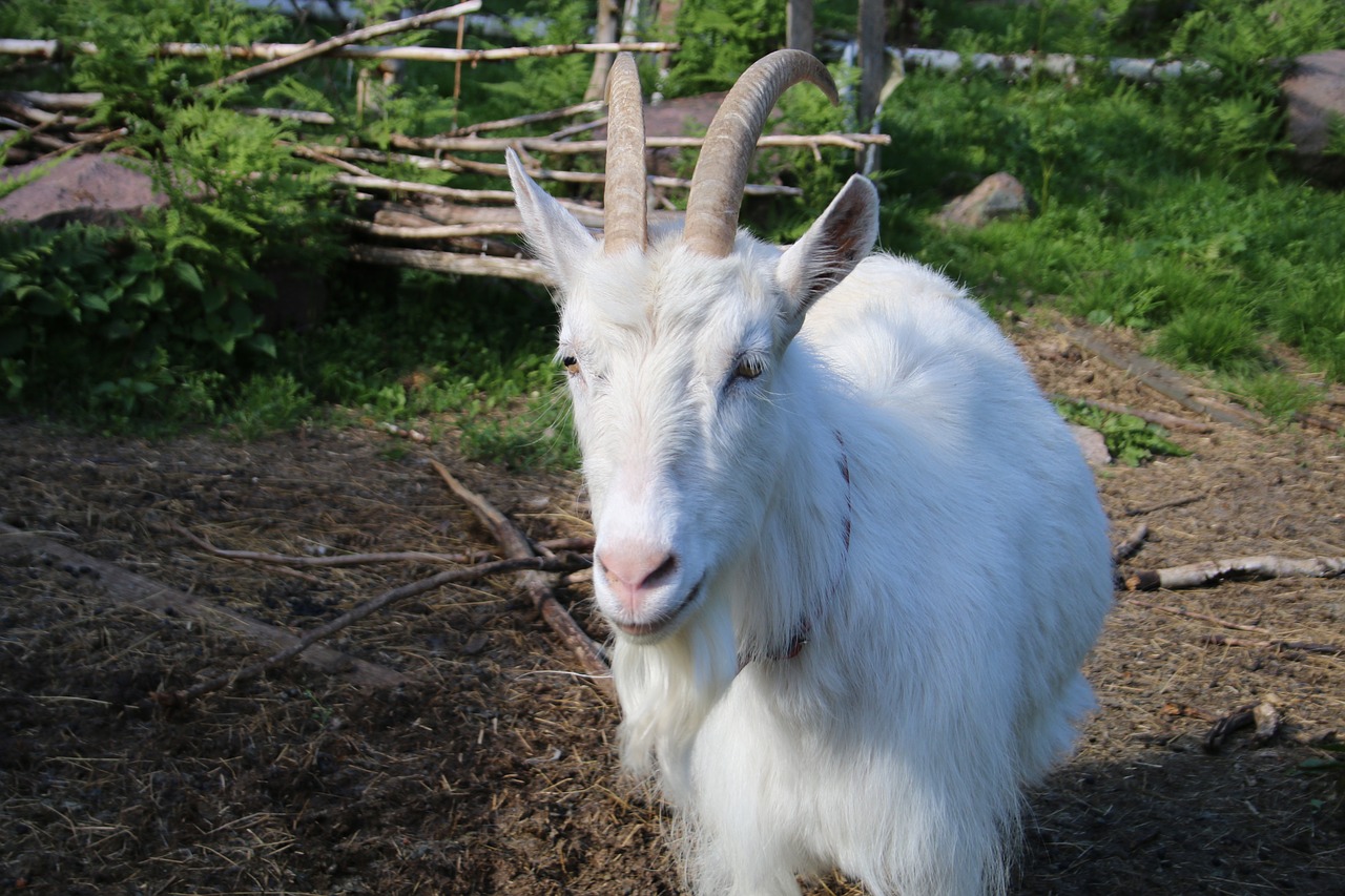 goat white the horns free photo