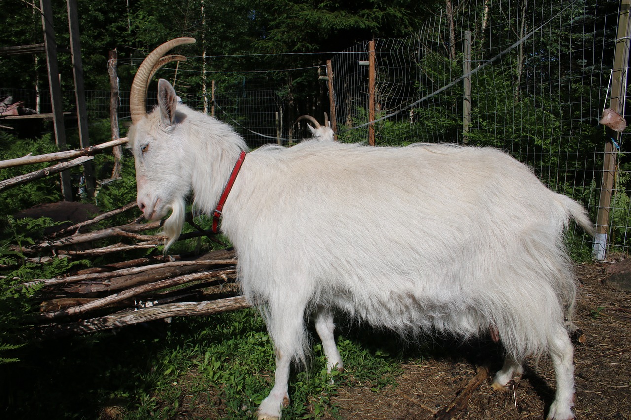 goat white the horns free photo