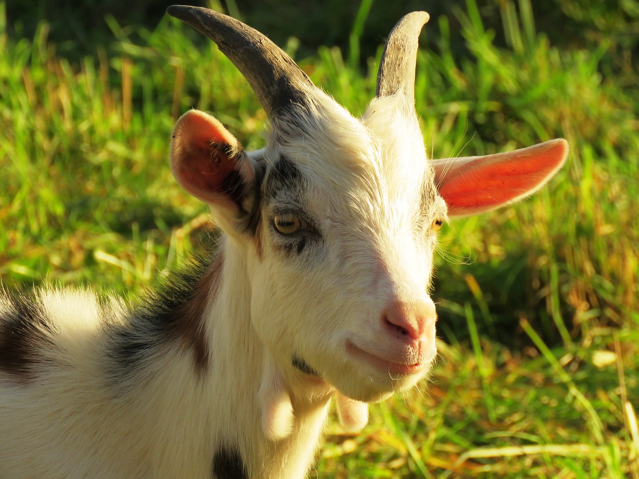 goat billy goat horns free photo