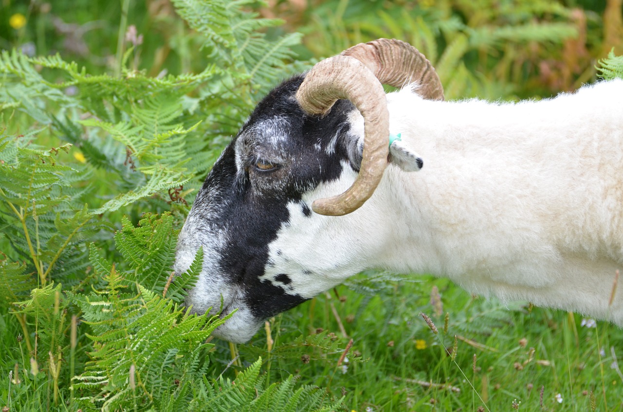 goat aries bock free photo