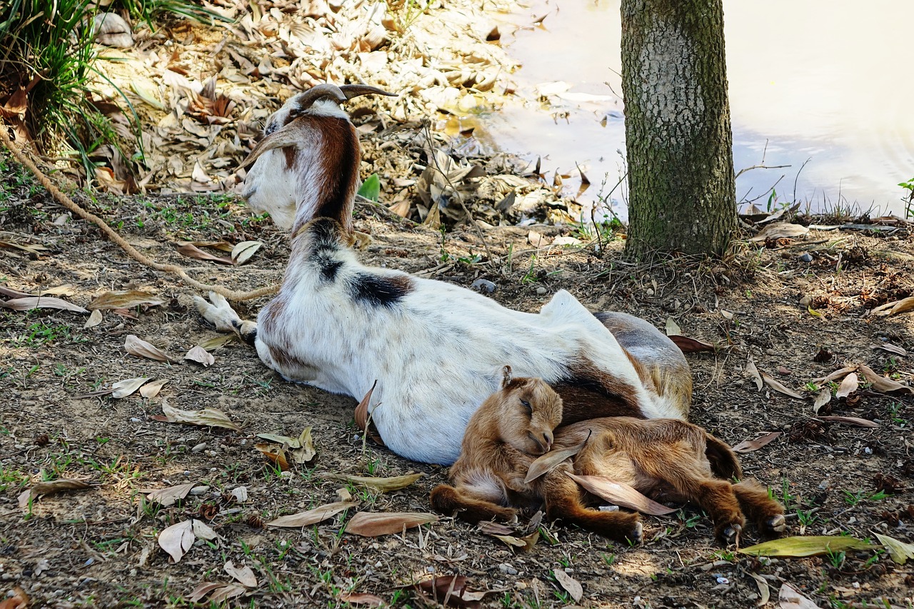 goat rest sleep free photo