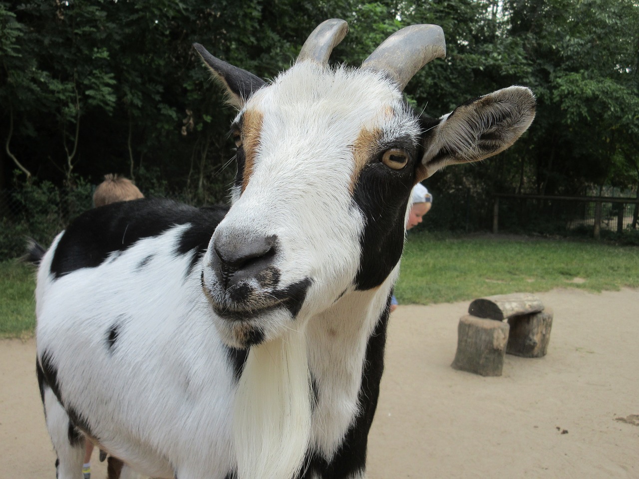 goat zoo head free photo