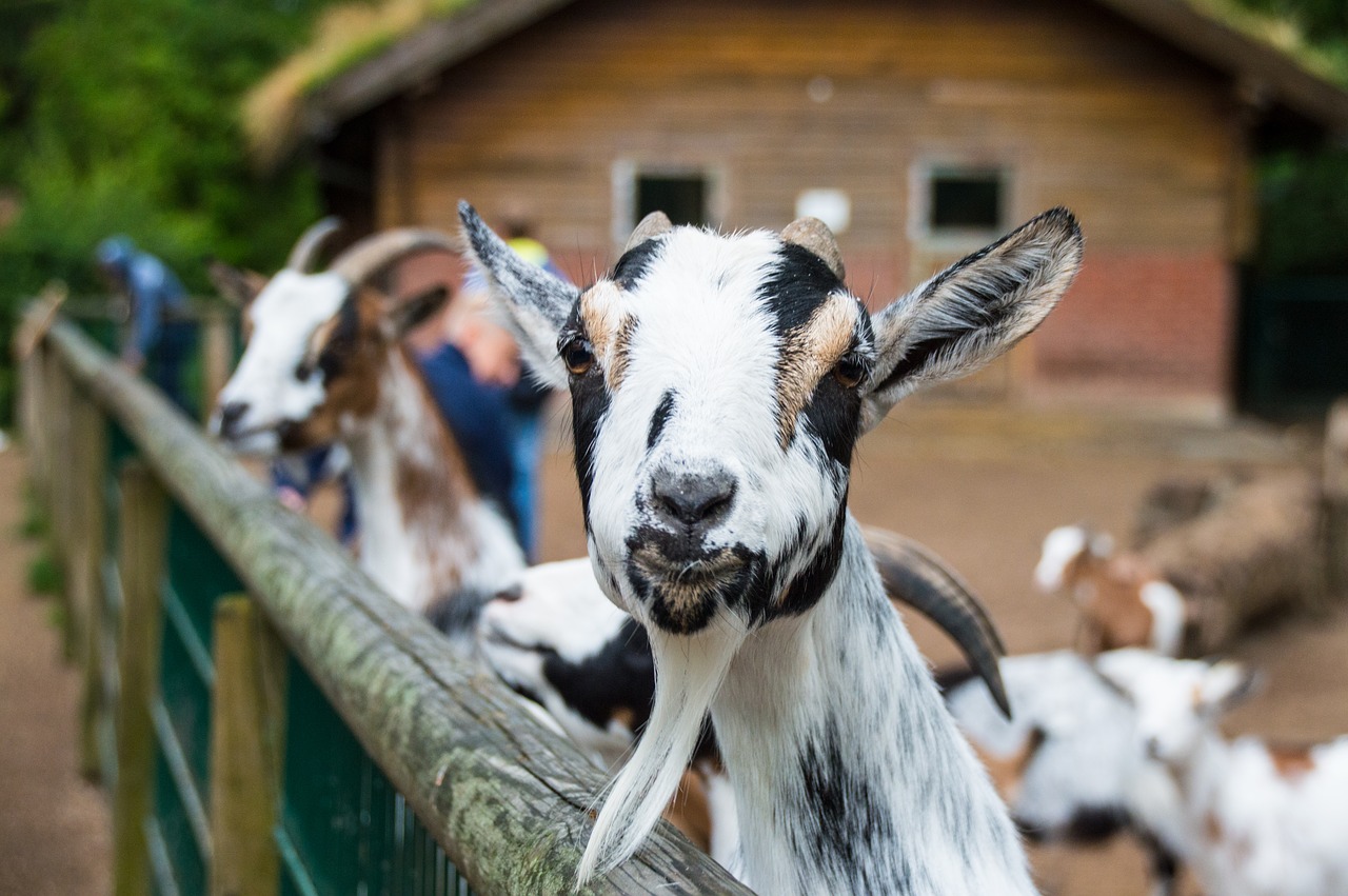 goat goatee portrait free photo