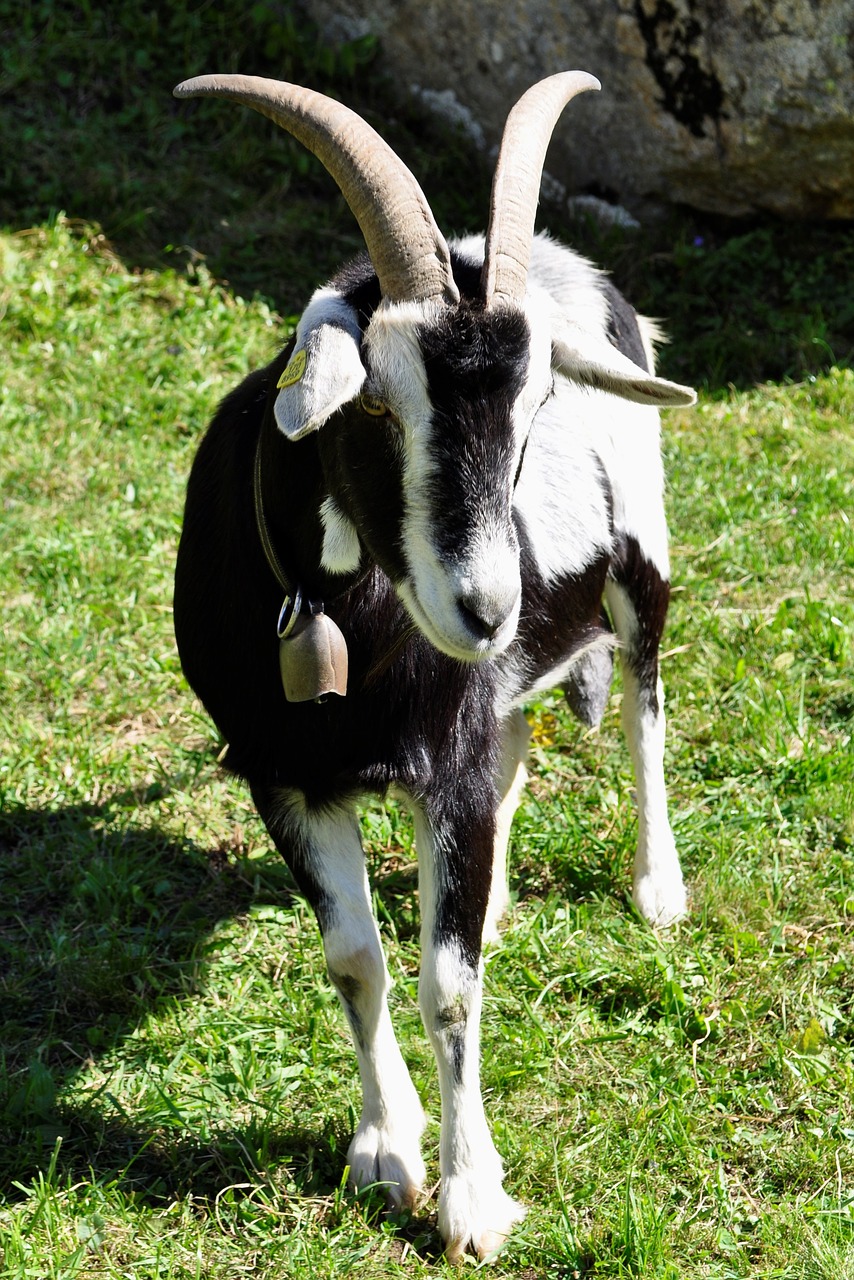 goat swiss horns free photo