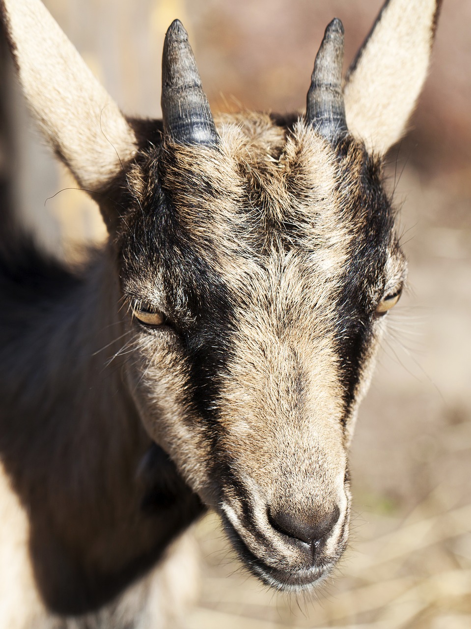 goat chick the head of the free photo