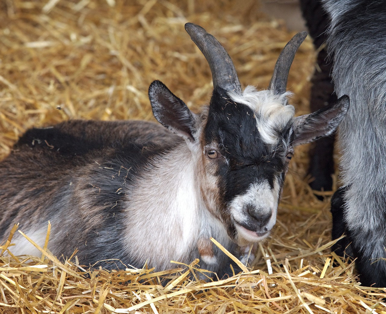 goat pygmy animal free photo