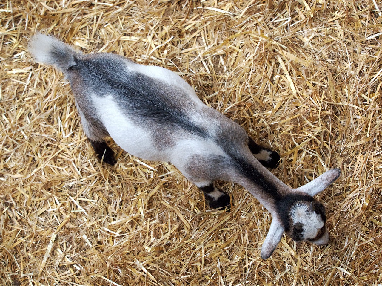 goat kid above free photo