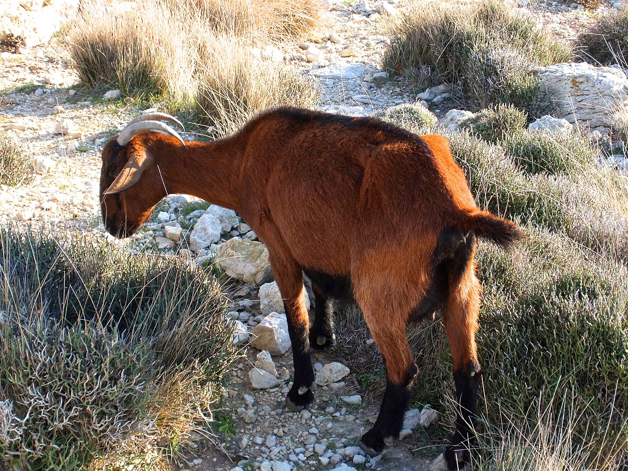 goat mediterranean corsica free photo