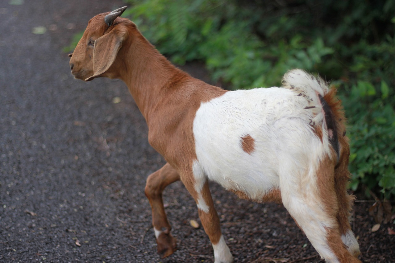 goat livestock flirt free photo