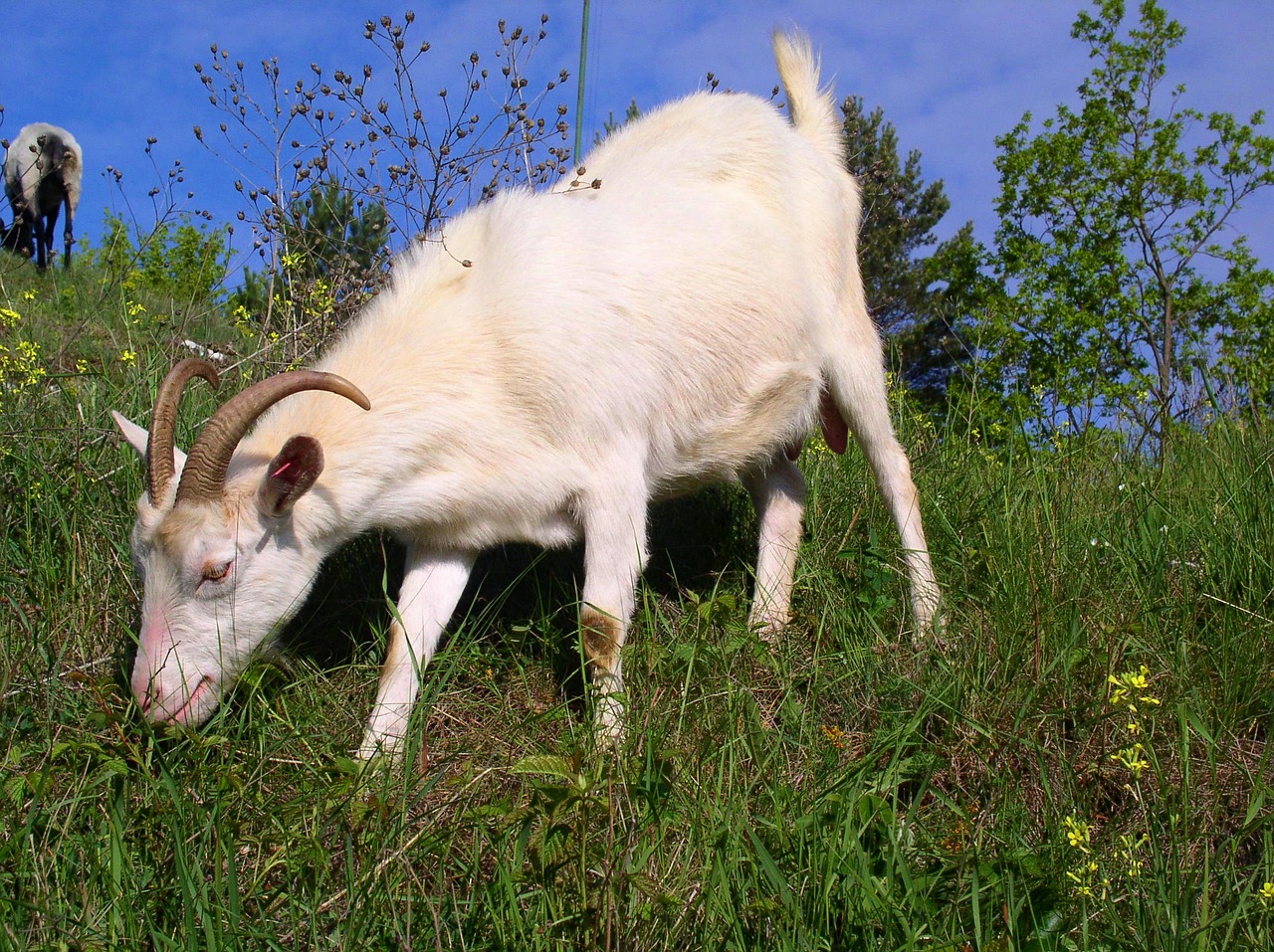 goat animal feast free photo