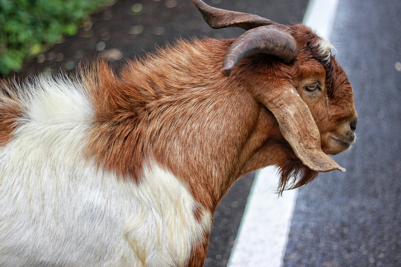 goat flirt livestock free photo