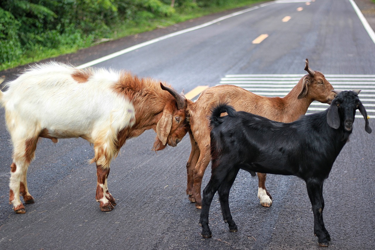 goat animals on the road free photo