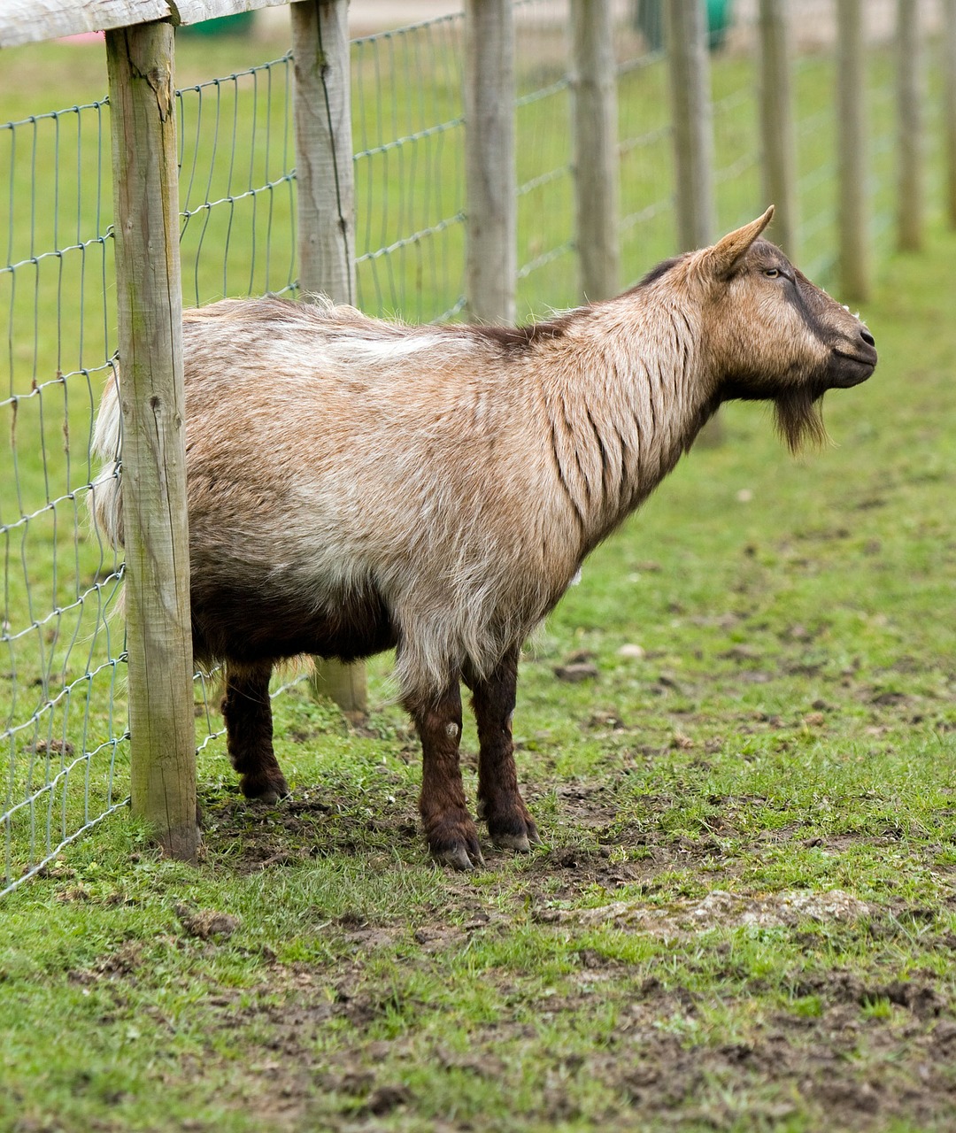 goat itch itchy free photo