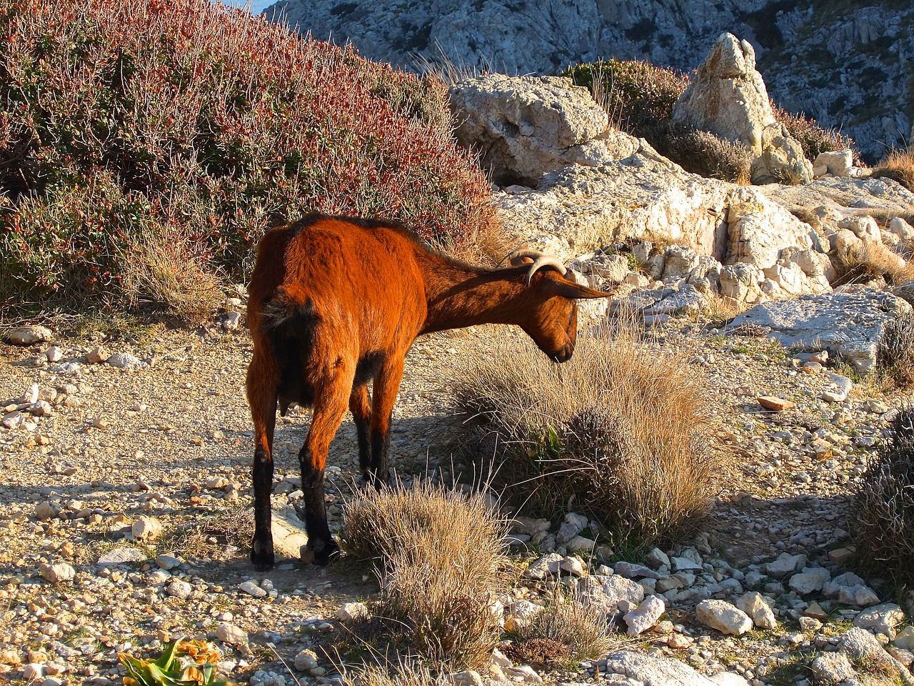 goat mediterranean mallorca free photo