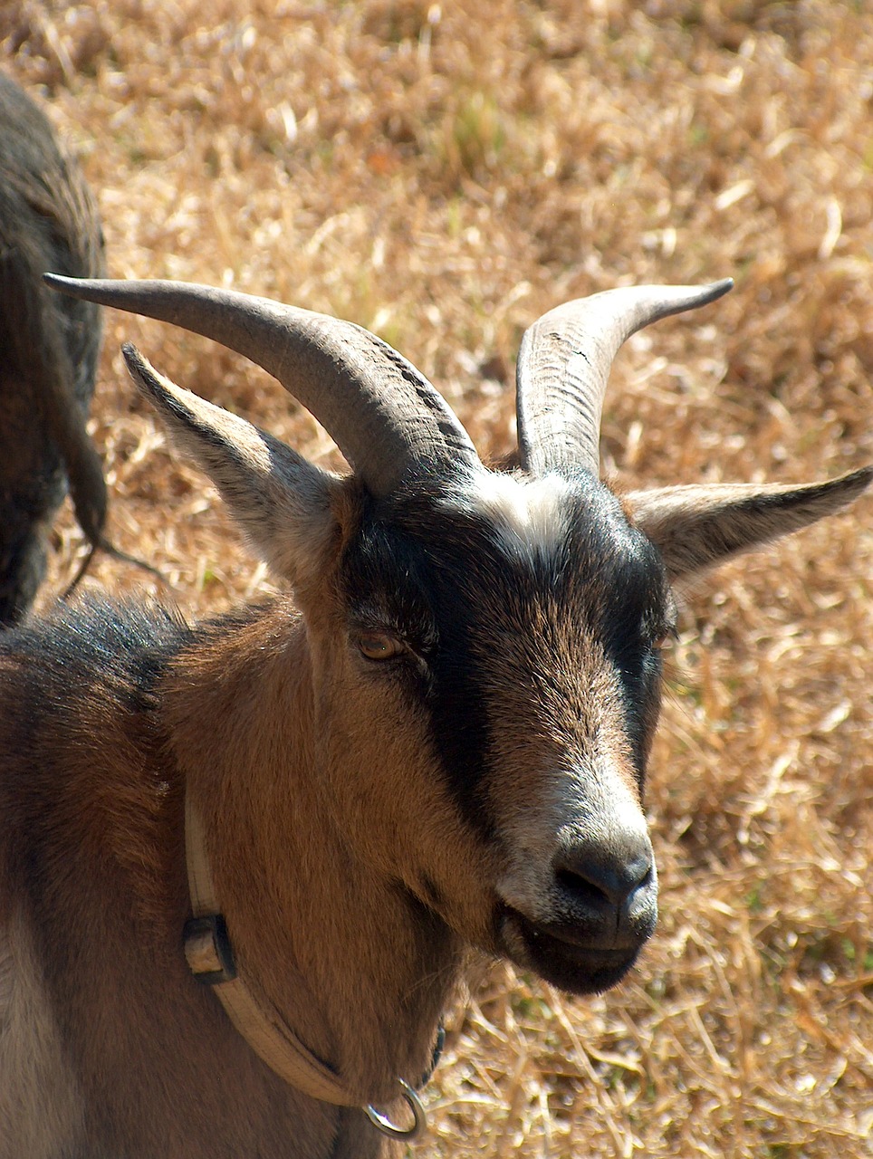 goat farmyard horns free photo