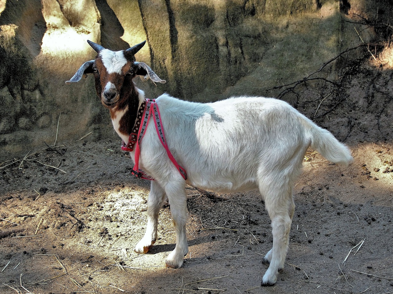 goat small mini free photo