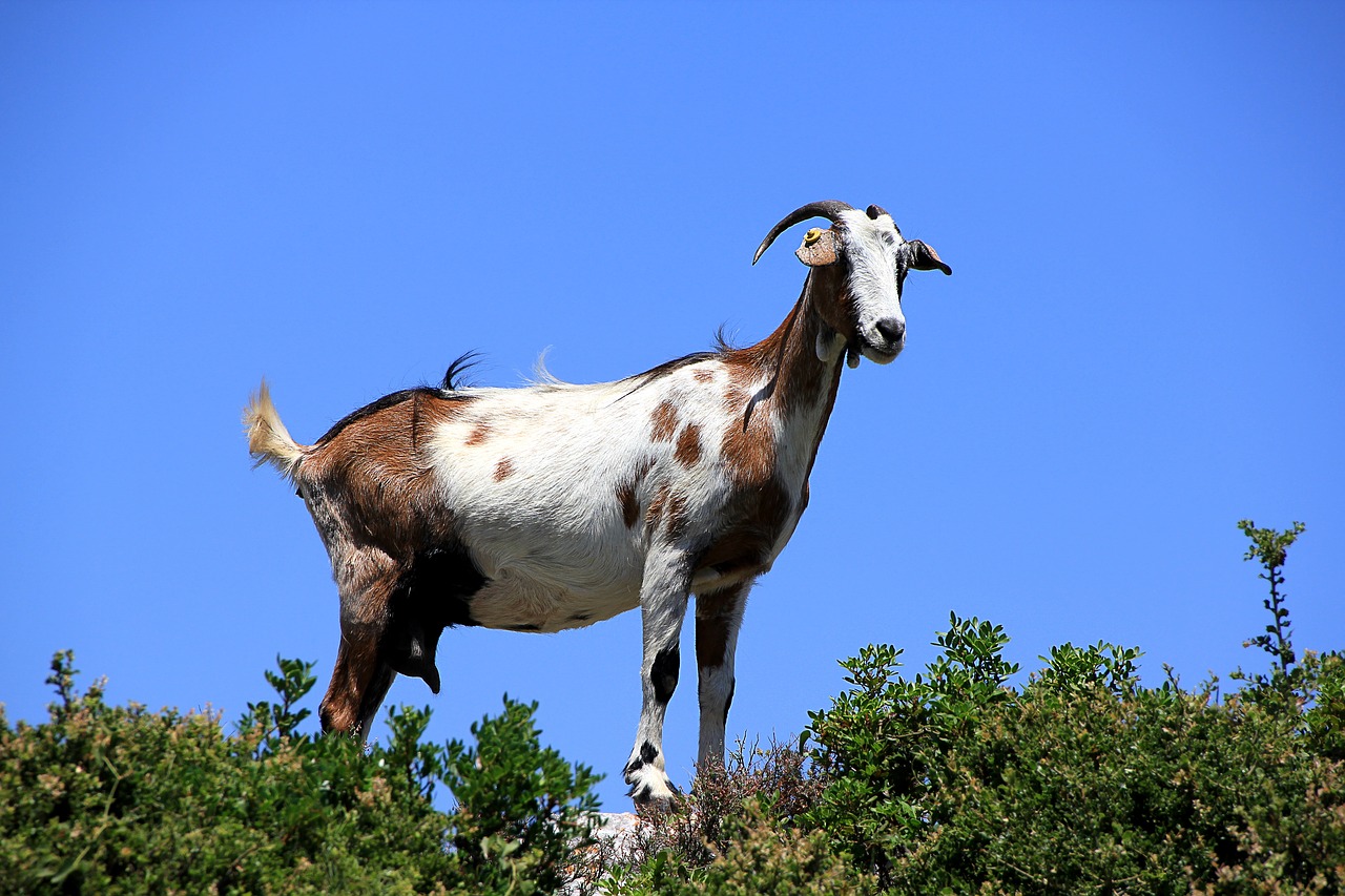 goat greece curious free photo