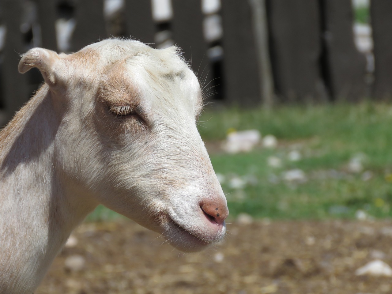 goat farm animal free photo