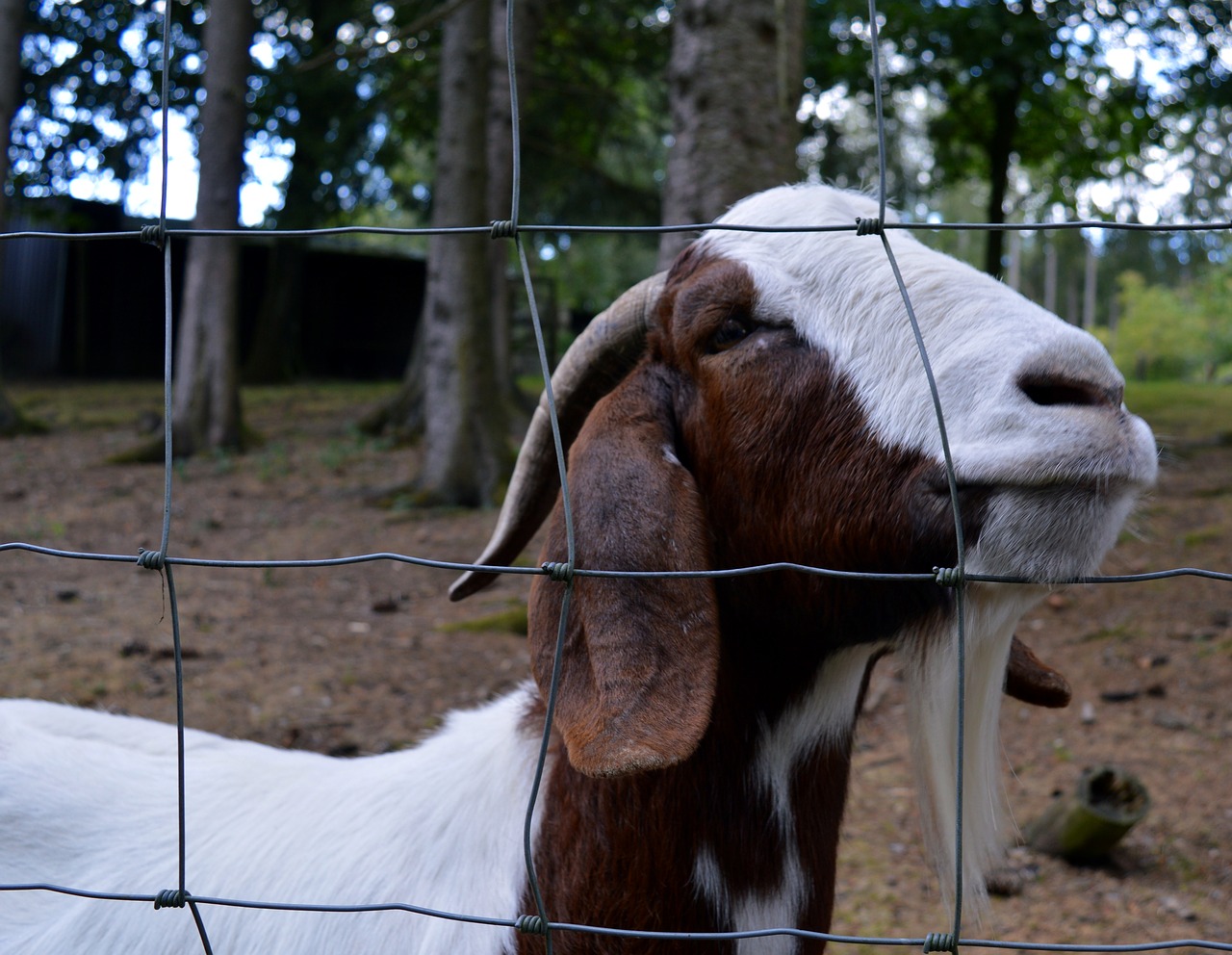 goat billy goat goatee free photo