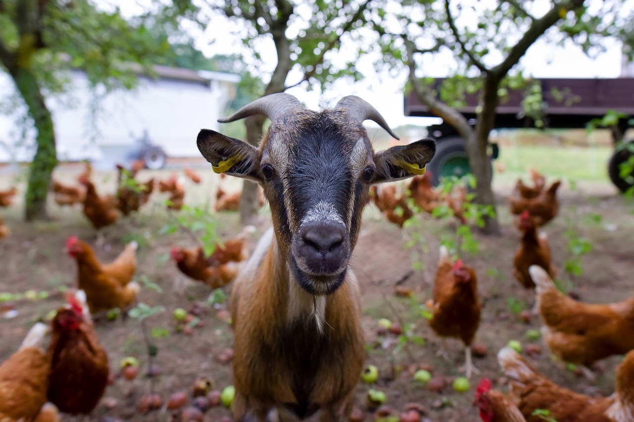 goat billy goat curiosity free photo