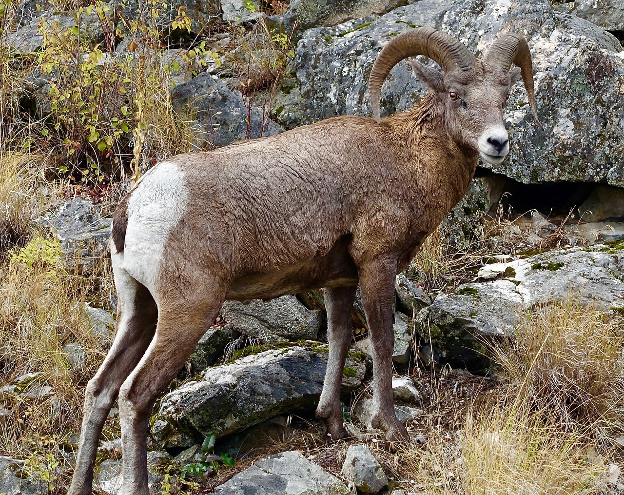 goat longhorn canada free photo