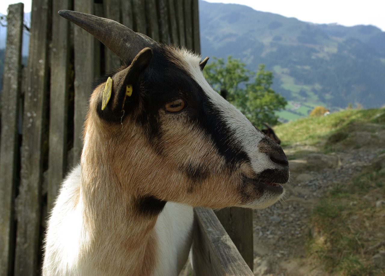 goat pet kid free photo