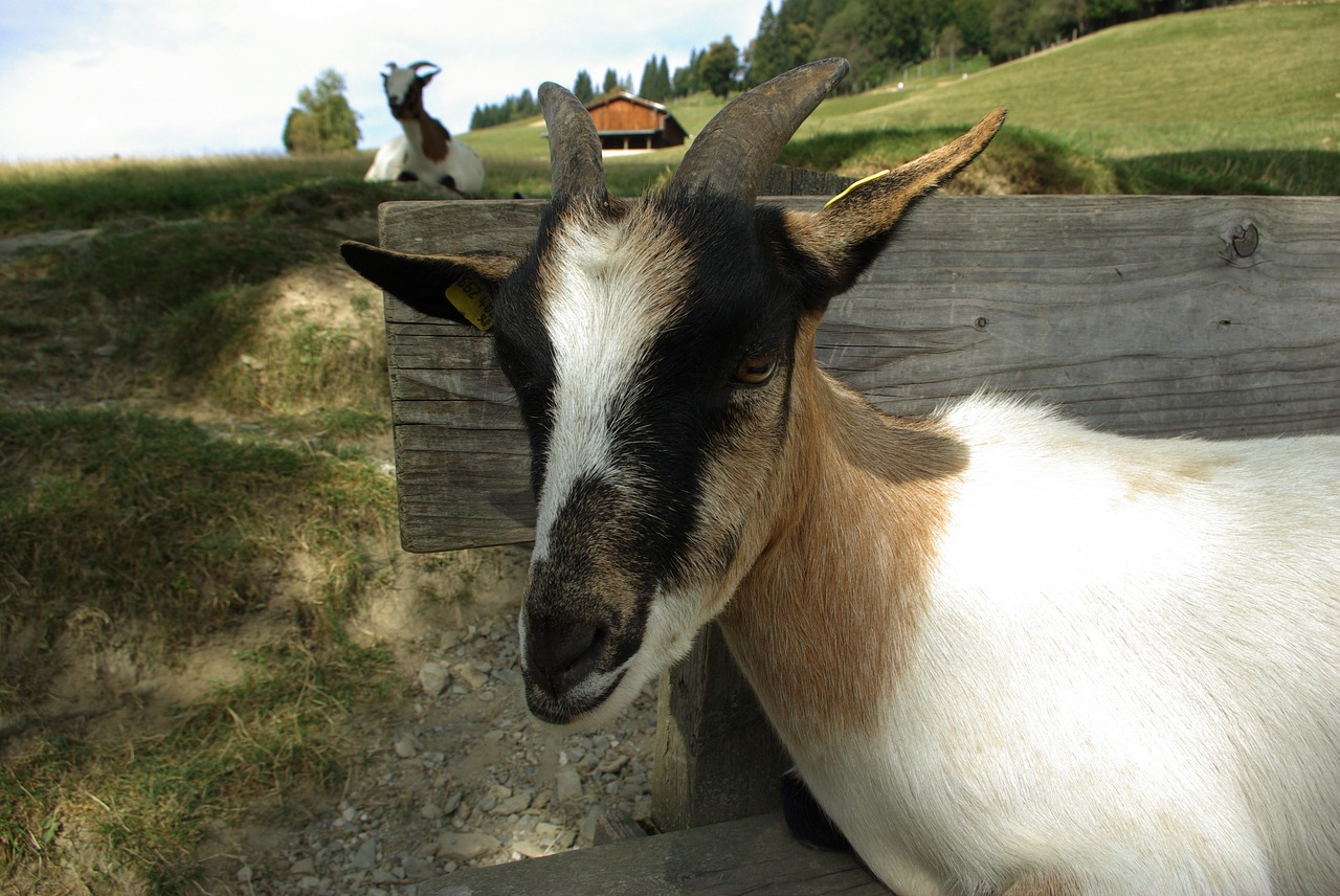 goat pet kid free photo