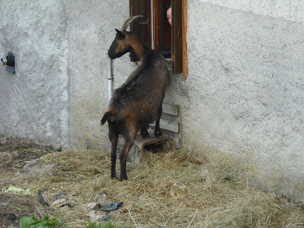 goat animals brown free photo