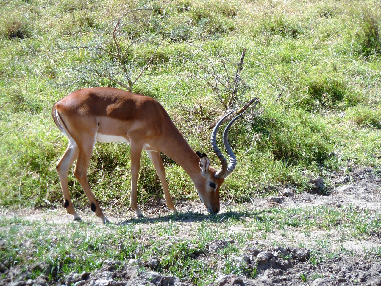 goat horn browser free photo