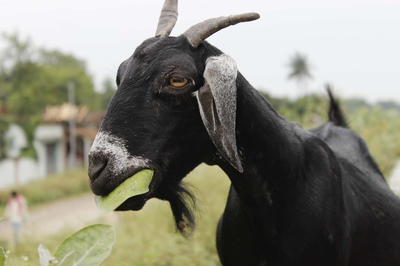 goat black leaf free photo