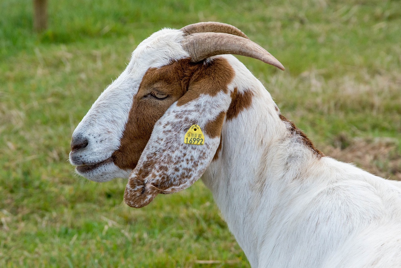 goat horns farm free photo