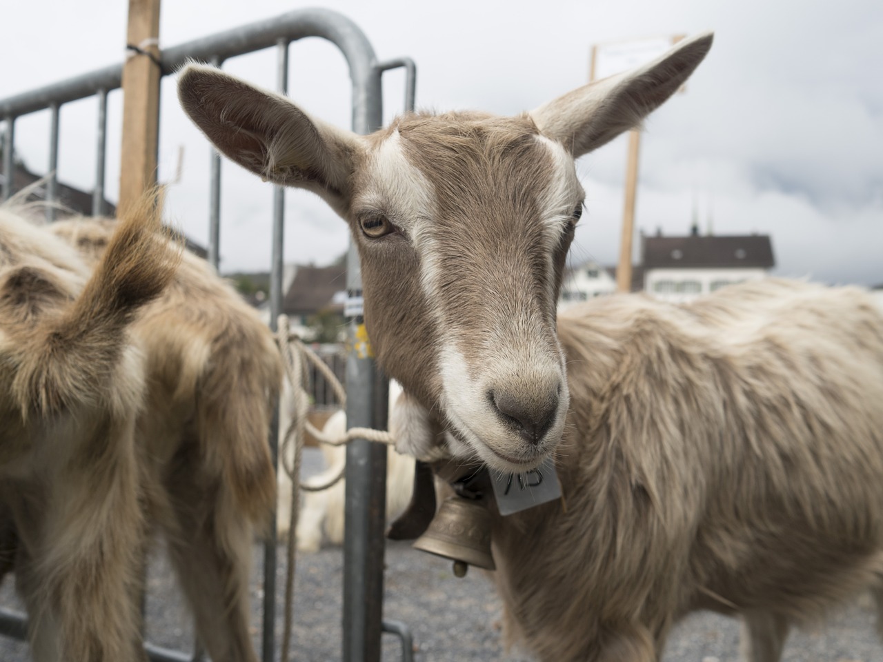 goat geiss curious free photo