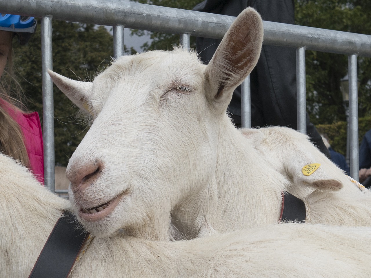 goat cattle show happy free photo