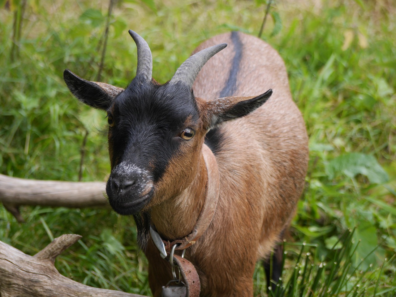 goat kid animal free photo