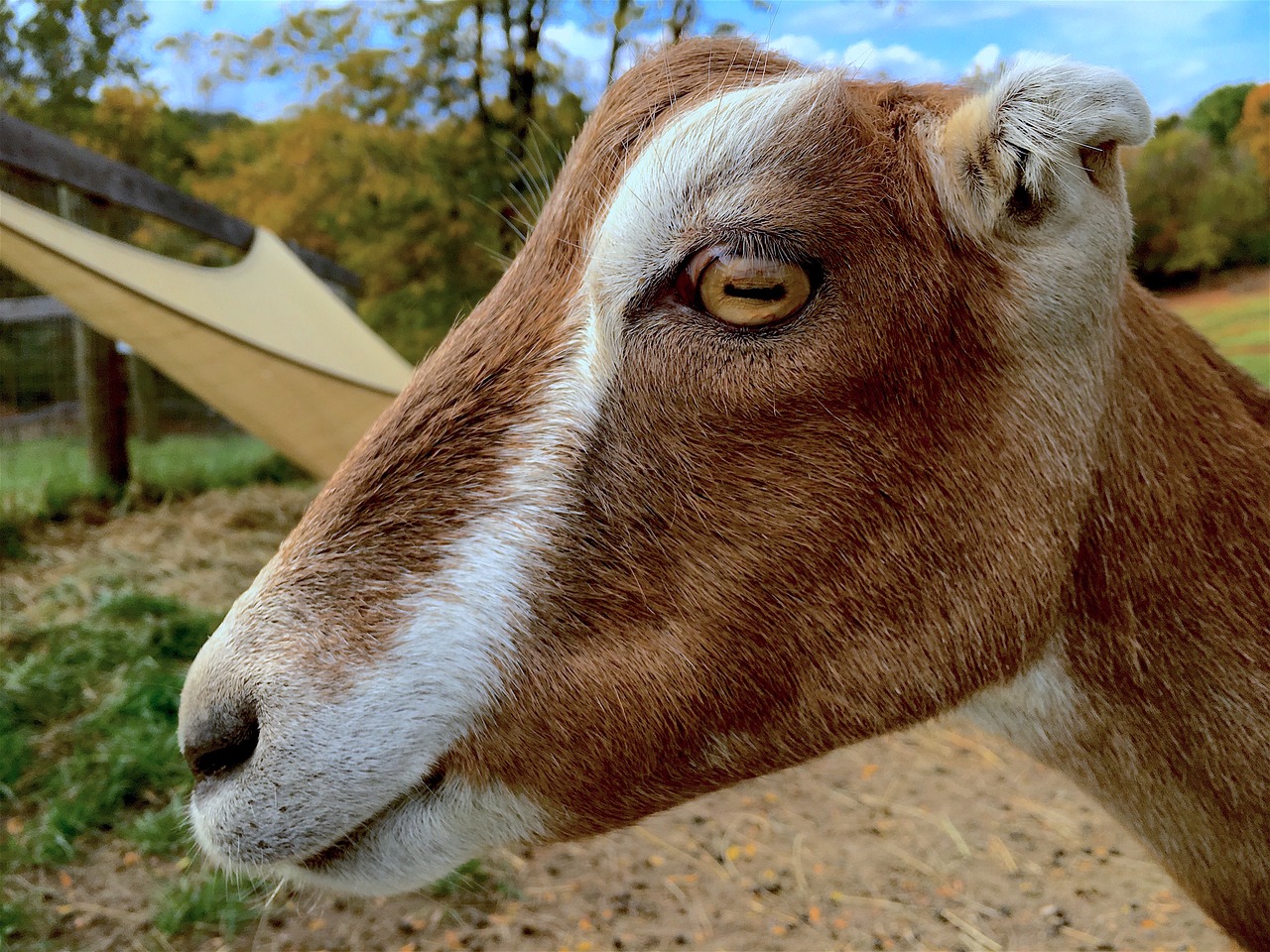 goat profile portrait free photo