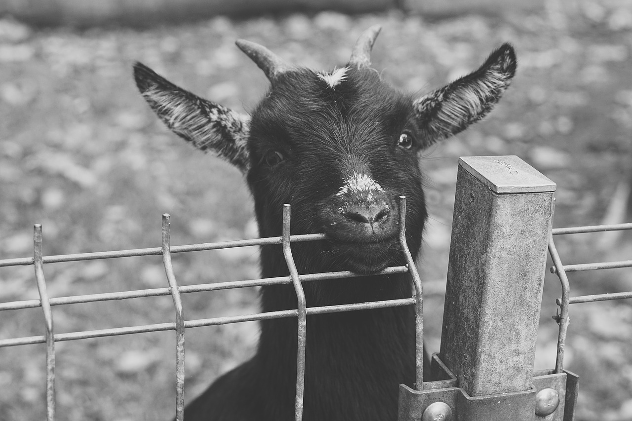 goat black green free photo