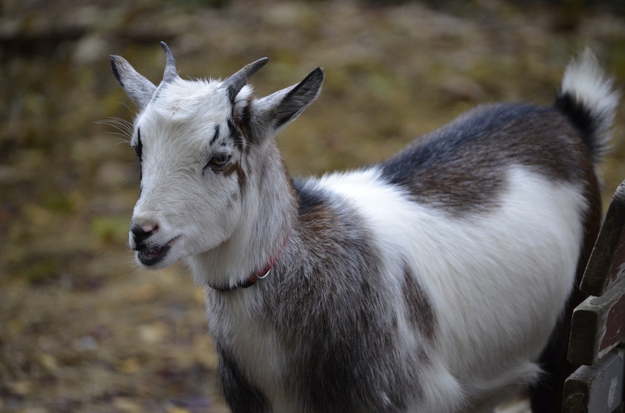 goat dwarf goat domestic goat free photo