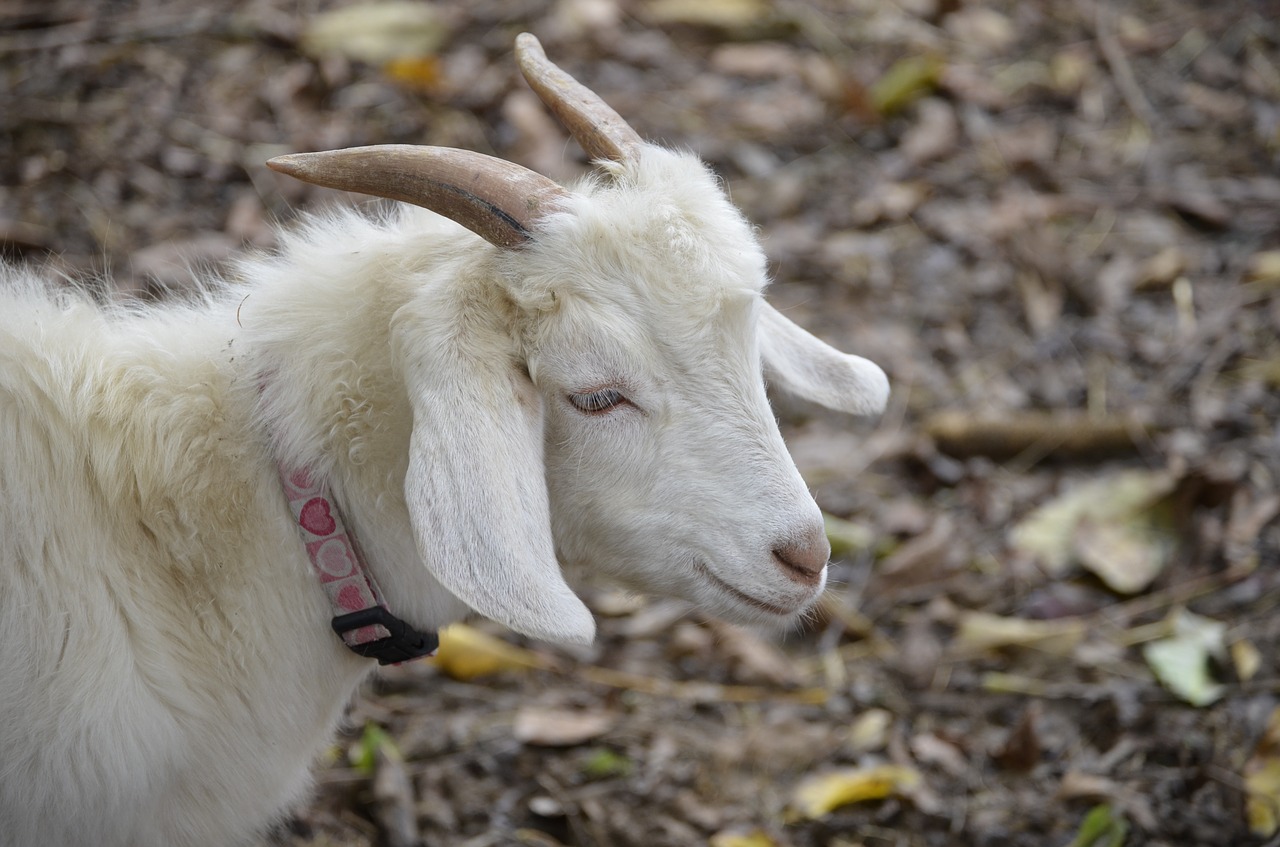 goat white bock free photo