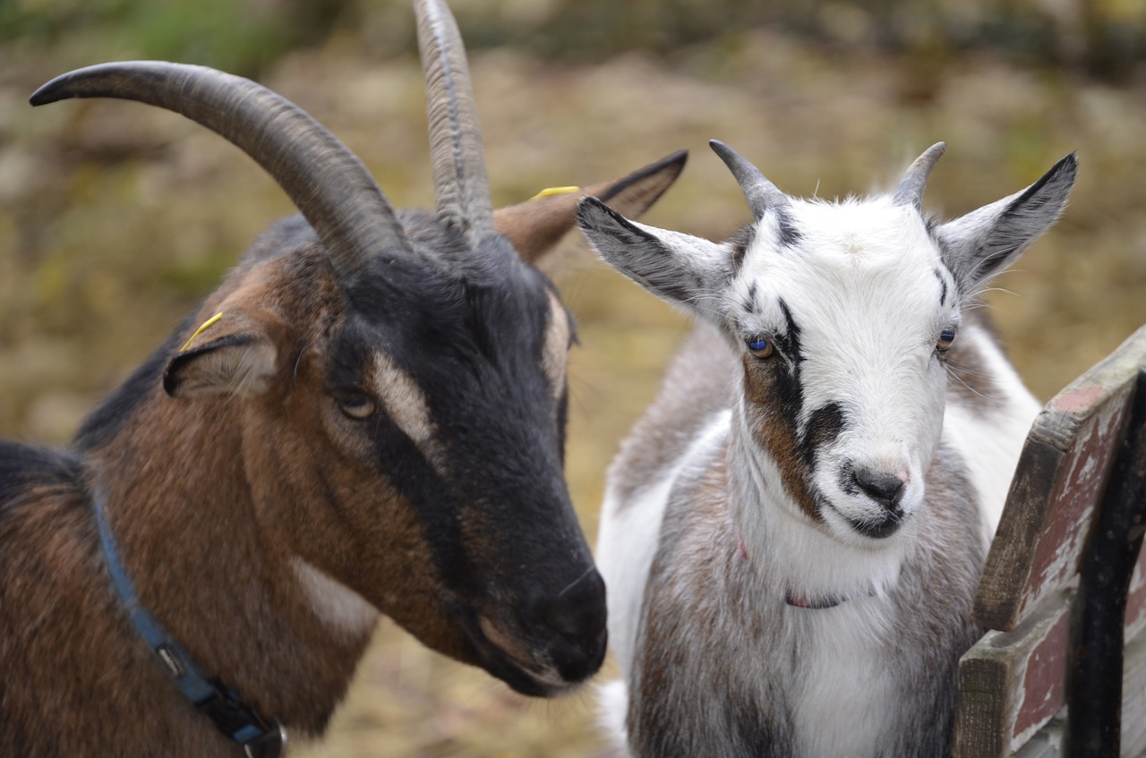 goat white bock free photo