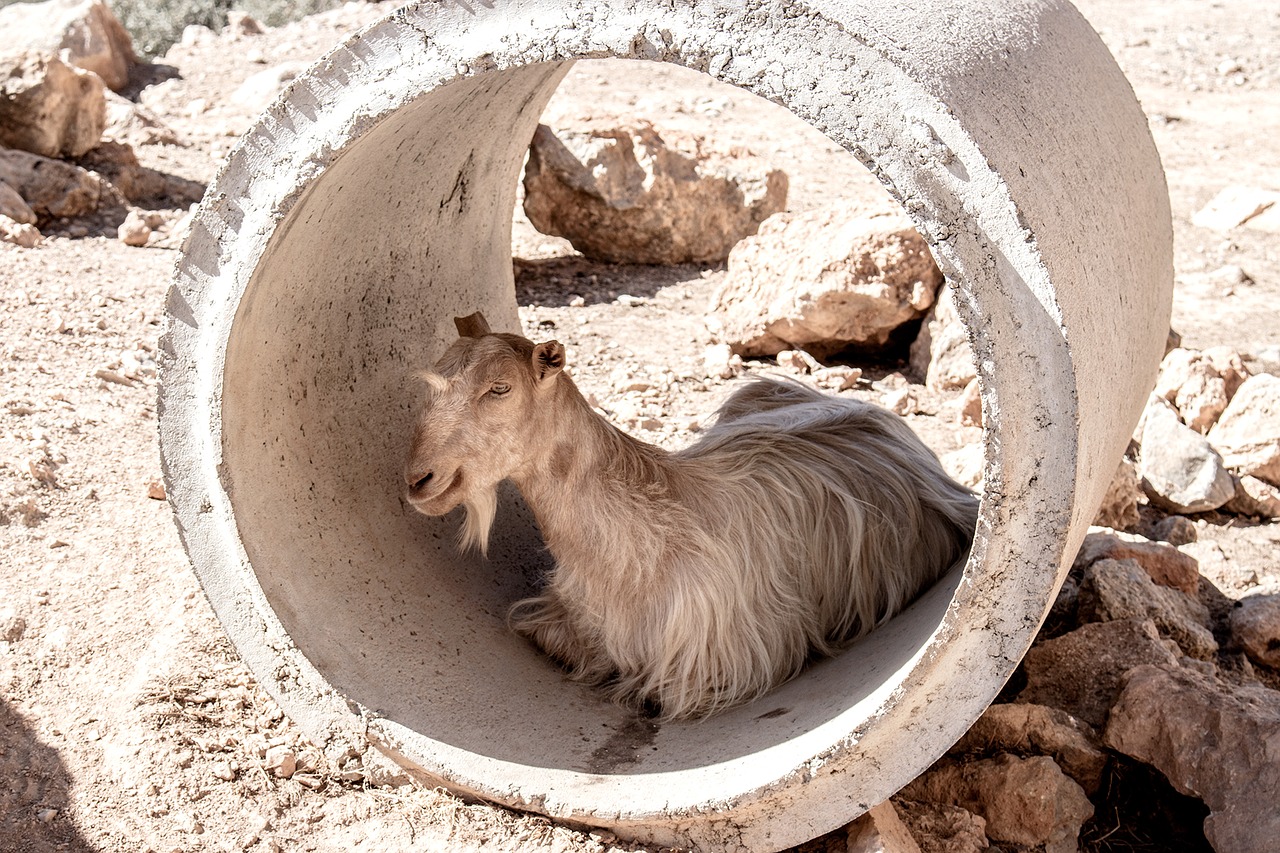 goat tube greece free photo