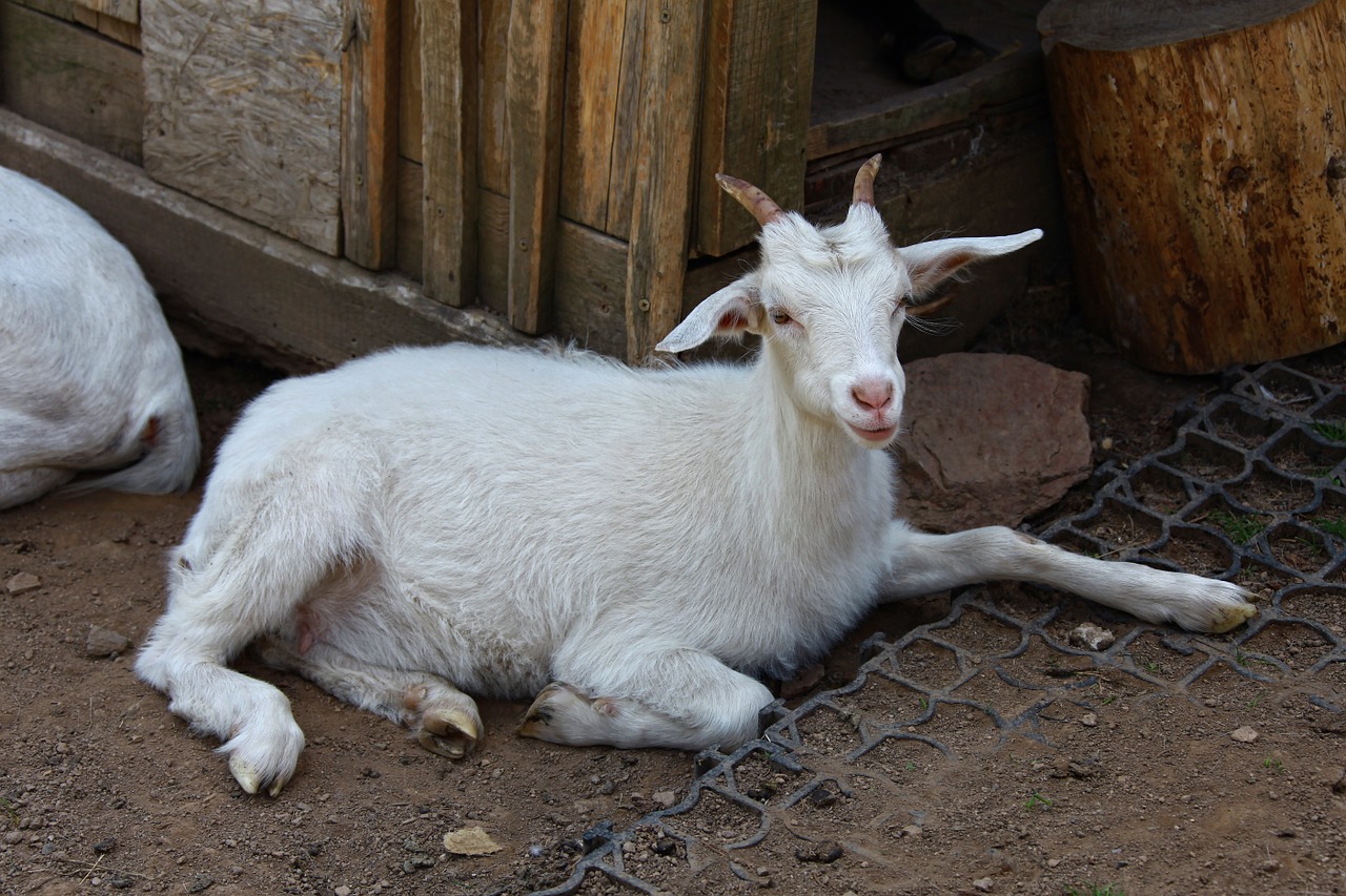 goat white goat animal free photo