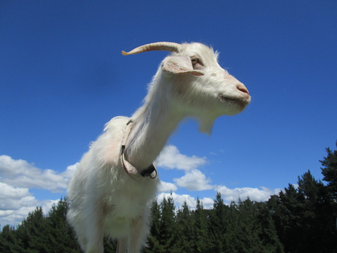 goat animal blue free photo